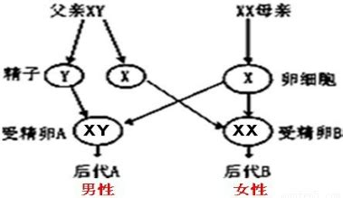 生男生女基因|生男生女是由父亲决定的还是母亲决定的 ？